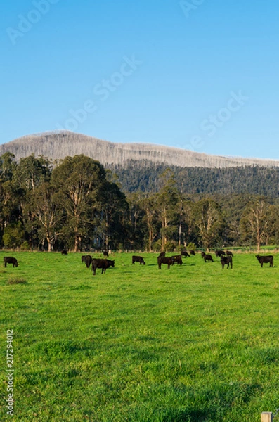 Obraz Cows in a paddock near Marysville in rural Victoria, Australia