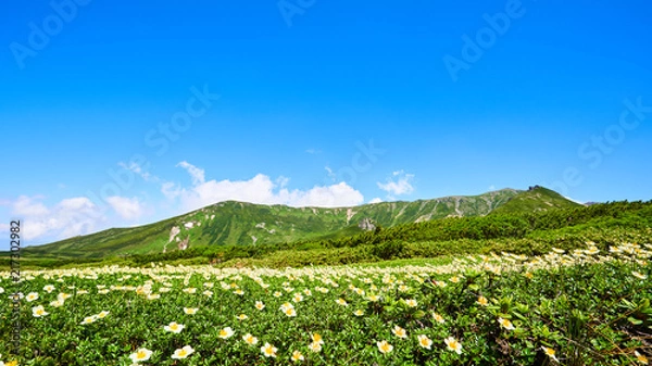 Obraz 裾合平のチングルマ