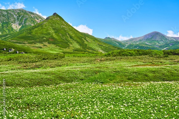 Obraz 裾合平のチングルマ