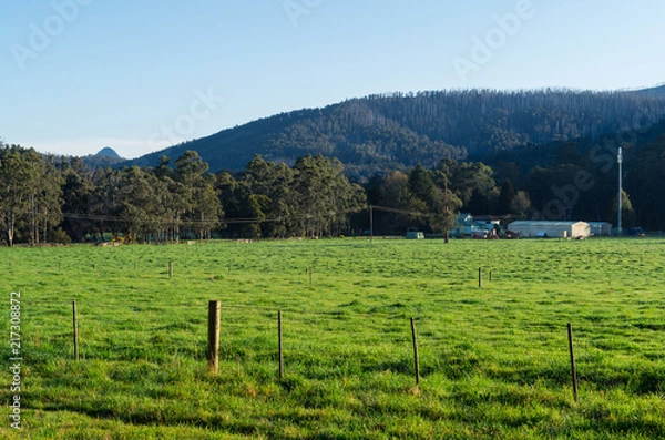 Obraz Lush green meadow of a farm outside Marysville in Australia.