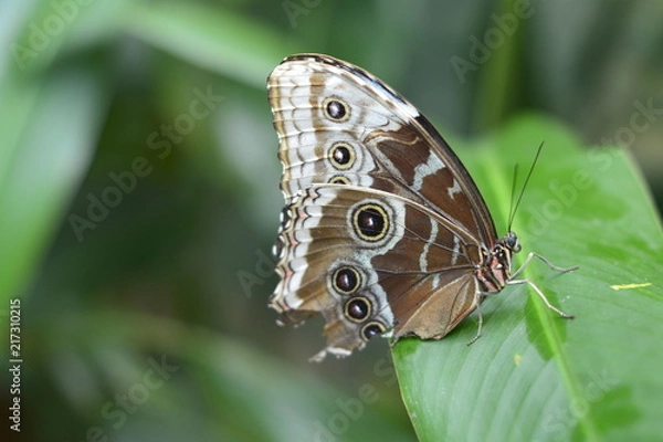 Fototapeta Schmetterlinge