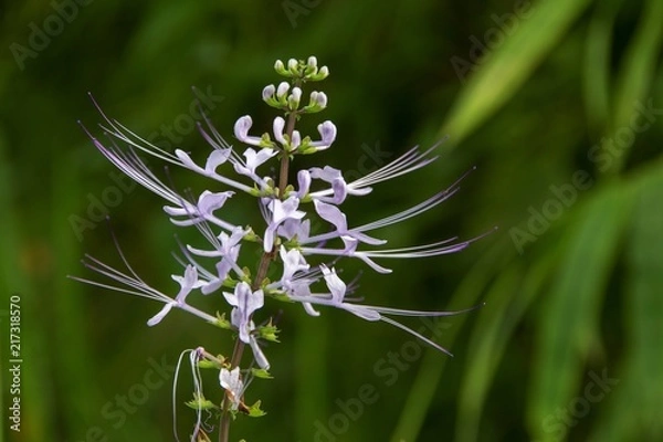 Fototapeta Orthosiphon aristatus