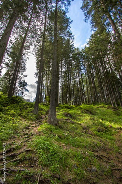 Fototapeta Beautiful green forest