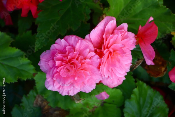 Fototapeta beautiful pink flower closeup