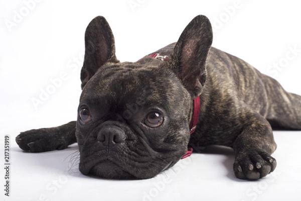 Fototapeta french bulldog isolated on white background