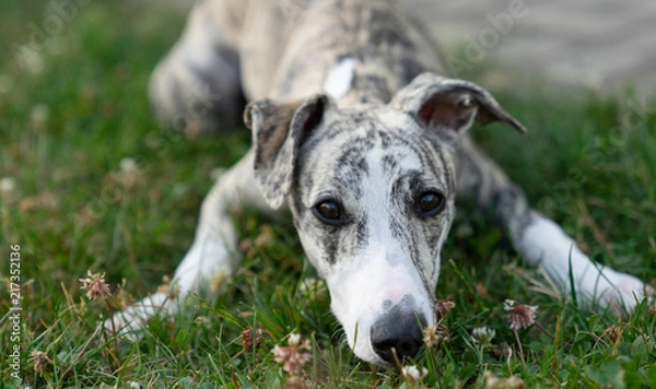 Fototapeta Whippet Hund duckt sich 