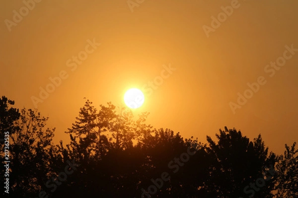 Fototapeta Sunset over trees