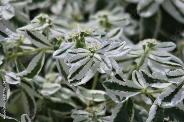 Fototapeta Wild Flowers