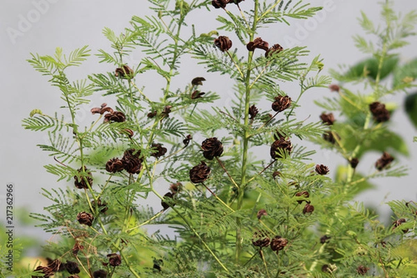 Fototapeta Wild Flowers