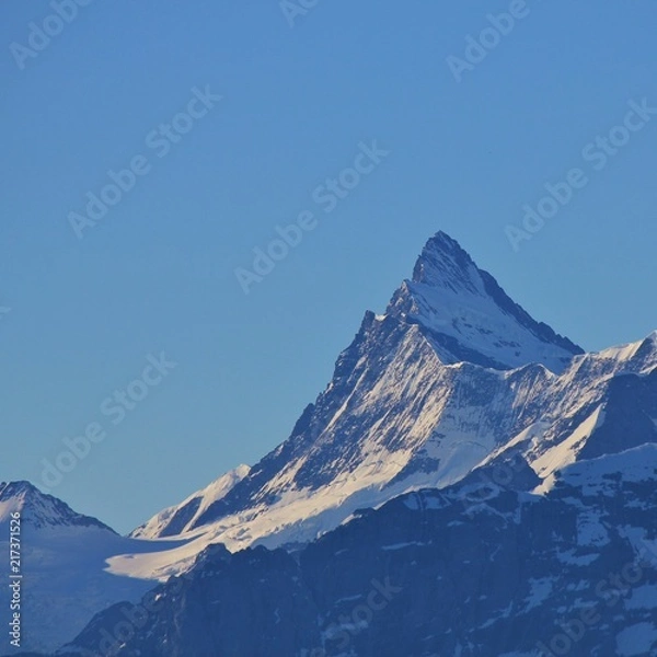 Fototapeta Mount Finsteraarhorn. View from Mount Niederhorn. Mountain in the Bernese Oberland.