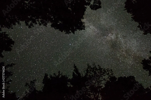 Obraz Milky Way Up through the Trees