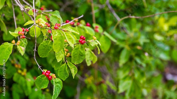Obraz Red Berry Plant