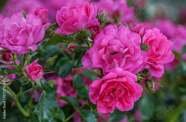 Fototapeta grade heidetraum bush of flowering pink roses in the number of five pieces with several buds, growing in the garden, summer day, close-up