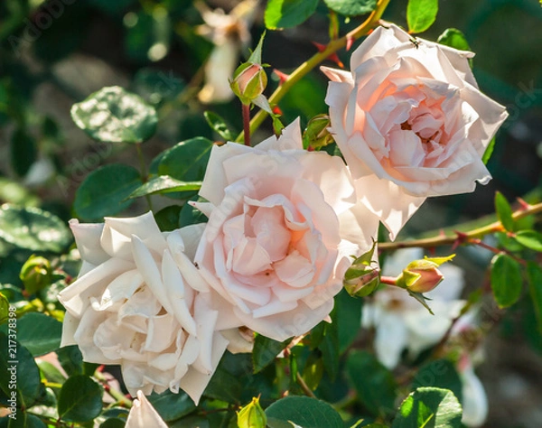 Obraz rose new dawn three large white and pink flowers on a vertical photo, bright green leaves and beautiful flowers, full bloom, growing in the garden