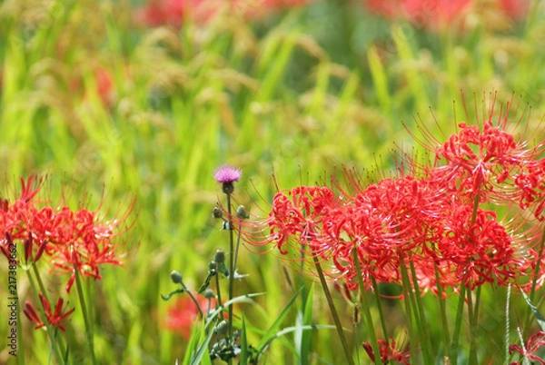 Obraz 初秋の花々