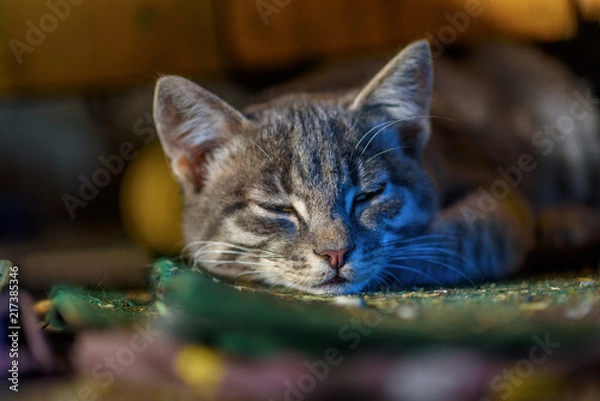 Obraz beautiful gray cat