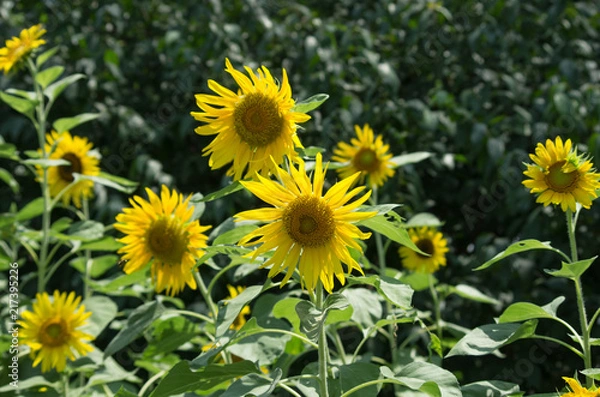 Fototapeta ひまわり畑