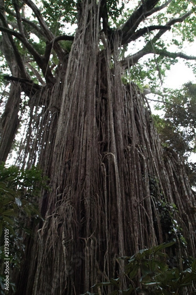Fototapeta Australia