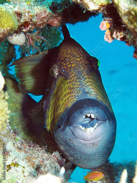 Obraz Titan triggerfish