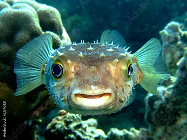 Obraz Yellow spotted burrfish