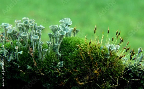 Obraz becherflechte moos