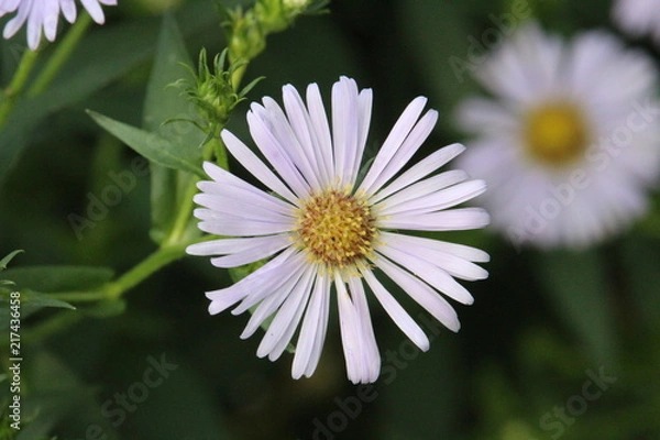 Fototapeta Blume weiß