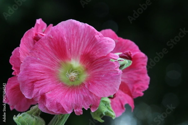 Fototapeta Blume pink