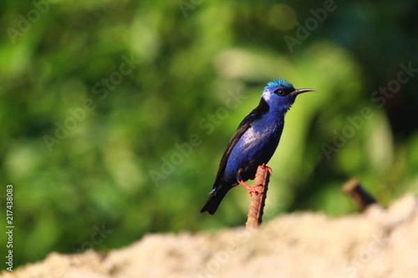 Fototapeta Vogel blau