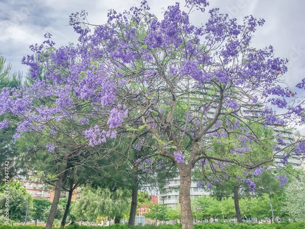 Obraz colorful purple flower tree in the park
