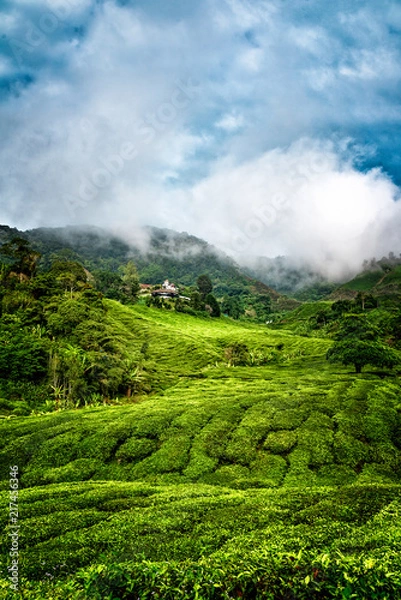 Fototapeta Morning at Cameron Highlands