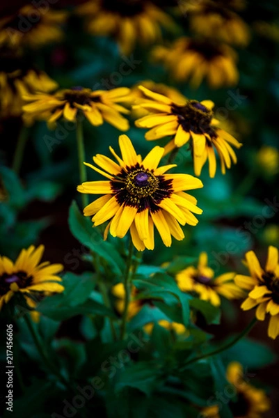 Fototapeta Sun Flower