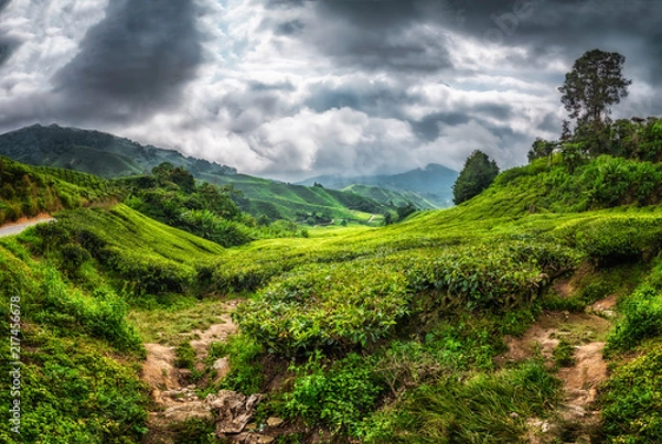 Fototapeta Cameron Highlands