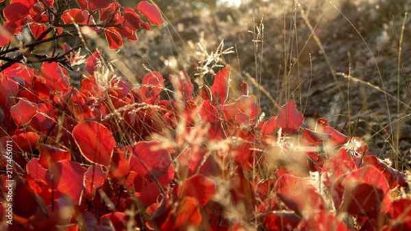 Obraz Крымские цветы