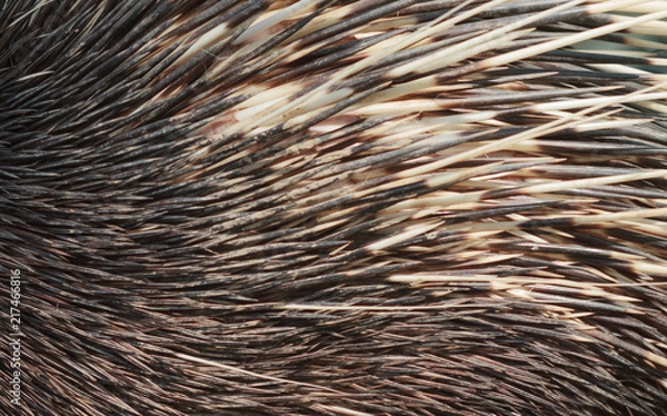 Obraz Furry hedgehog texture background.