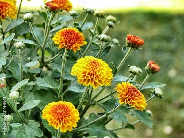 Obraz gelb-orange Dahlien