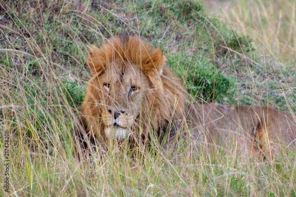 Obraz Lion Resting