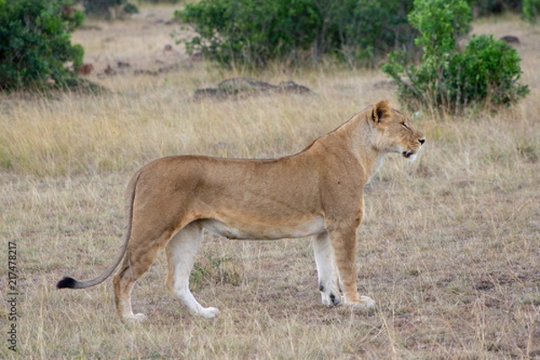 Obraz Lioness