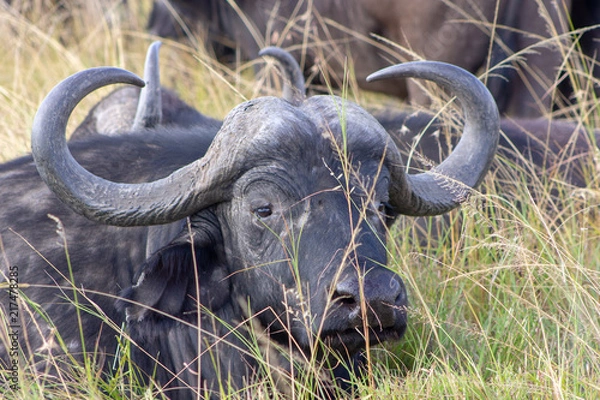 Obraz Cape Buffalo