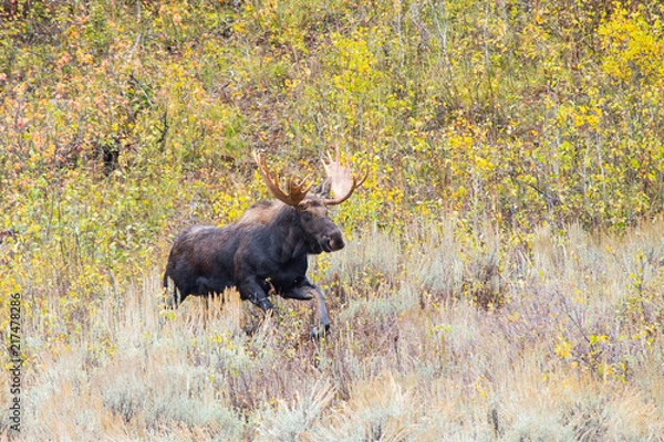 Fototapeta Bull Moose
