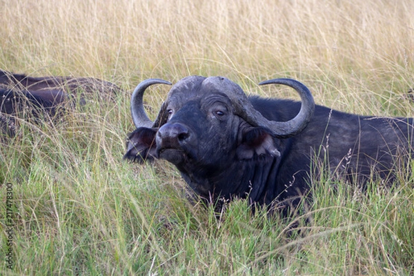 Obraz Cape Buffalo in Grass