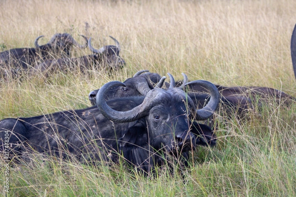 Obraz Cape Buffalo Resting