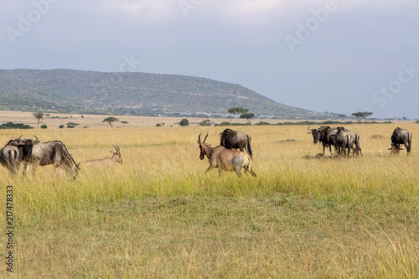 Obraz Wildebeest Heard