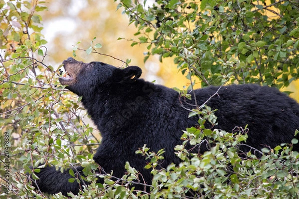 Fototapeta Black Bear
