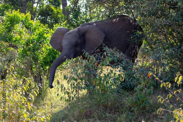 Obraz African Elephant