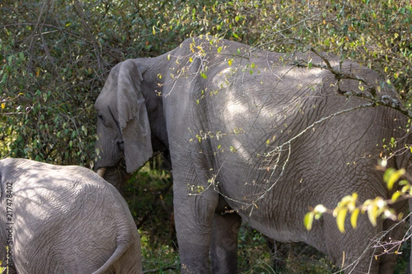 Obraz African Elephants