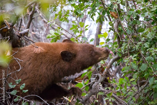 Fototapeta Cinnamon Black Bear