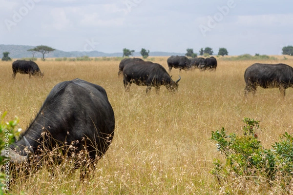 Obraz Cape Buffalo Grazing