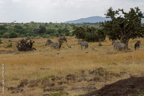 Obraz Zebras Wandering