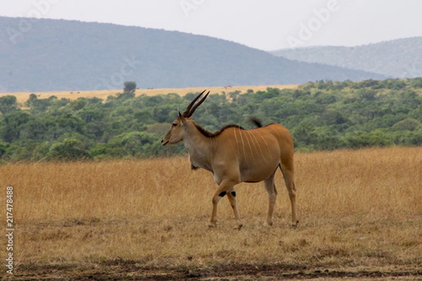 Obraz Gemsbok