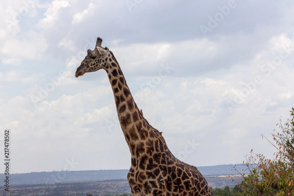 Obraz Giraffe Profile